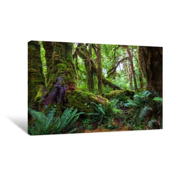 Image of Rain Forest Canvas Print