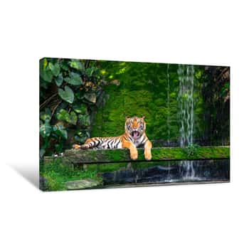 Image of Bengal Tiger Resting Near The Waterfall With Green Moss From Inside The Jungle Zoo Canvas Print