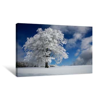 Image of White Windbuche in Black Forest Canvas Print