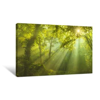 Image of The Forest Of Heaven Canvas Print