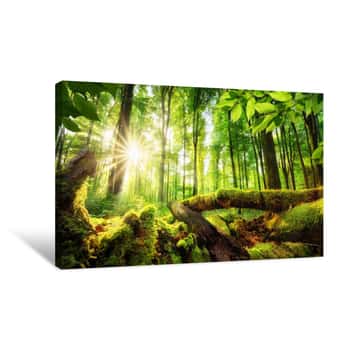 Image of Green Forest Scenery With The Sun Casting Beautiful Rays Through The Foliage, Mossy Lumber In The Foreground Canvas Print