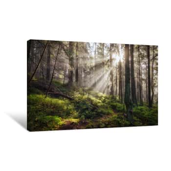 Image of Old Magical Autumn Forest With Sun Rays Canvas Print