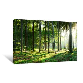Image of Morning In The Forest Canvas Print