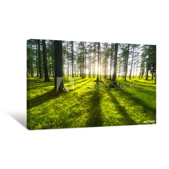 Image of Sunny Forest Canvas Print