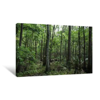 Image of Florida Wild Forest Canvas Print