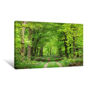 Image of Walkway In A Spring Forest In The Netherlands Canvas Print