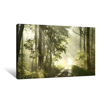 Image of Forest Trail On A Foggy Spring Morning After The Rain Canvas Print
