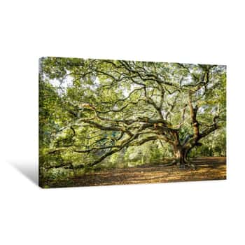 Image of Oak Tree In New Orleans Canvas Print