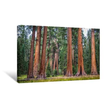 Image of Giant Sequoia Trees In Sequoia National Park, California, USA Canvas Print