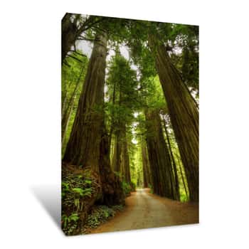 Image of Redwood Forest Road Canvas Print