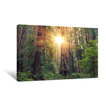Image of Sunny Redwood Forest Canvas Print