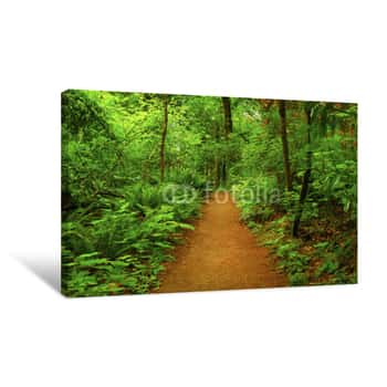 Image of A Picture Of An Pacific Northwest Forest Trail Canvas Print