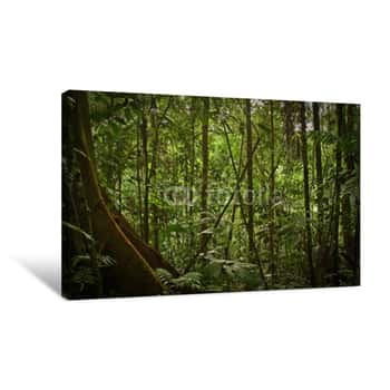 Image of Rainforest Nature, Yasuni National Park, Ecuador Canvas Print