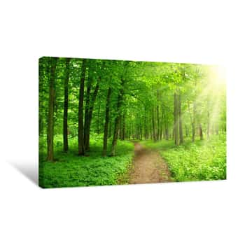 Image of Sunlight Forest Canvas Print