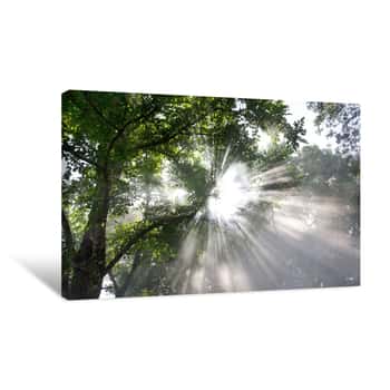 Image of Light Through The Trees In Fog ,Rays Of Light , Sun Beam Canvas Print