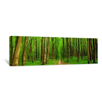 Image of Forest Trees Canvas Print