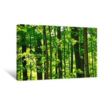 Image of Green Spring Forest Canvas Print
