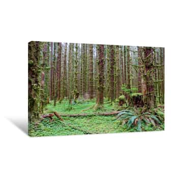 Image of Green Hoh Rain Forest Canvas Print
