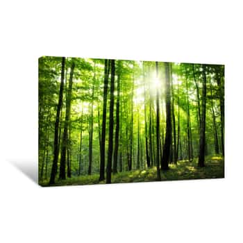 Image of Forest Canvas Print