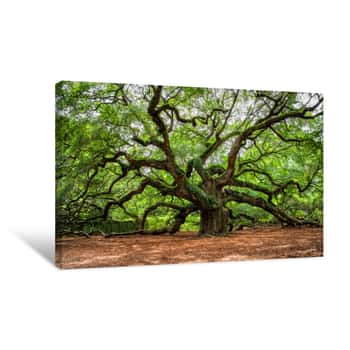 Image of Angel Oak Tree In John’s Island South Carolina Canvas Print