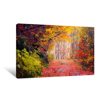 Image of Gorgeous Colorful Autumn Forest Canvas Print