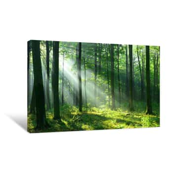 Image of Forest Landscape Canvas Print