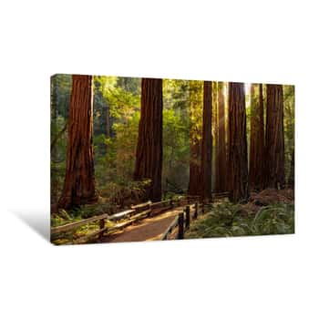 Image of Trail Through Redwoods In Muir Woods National Monument Near San Francisco, California, USA Canvas Print