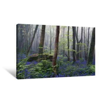 Image of Forest Of Bluebells On A Misty Day Canvas Print