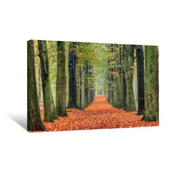 Image of Beautiful Lane In Autumn In The Forest In The Netherlands Canvas Print