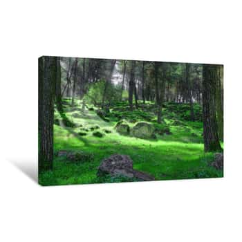 Image of First Rays Of Light In The Dark Forest Canvas Print