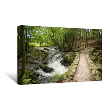 Image of Stream Through A Sunlit Forest Canvas Print