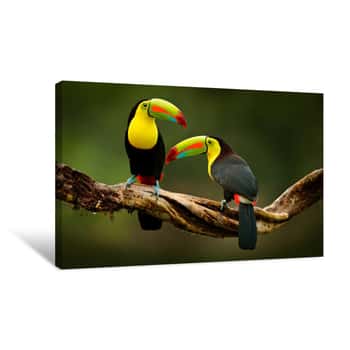 Image of Toucan Sitting On The Branch In The Forest, Green Vegetation, Costa Rica  Nature Travel In Central America  Two Keel-billed Toucan, Ramphastos Sulfuratus, Pair Of Bird With Big Bill  Wildlife  Canvas Print