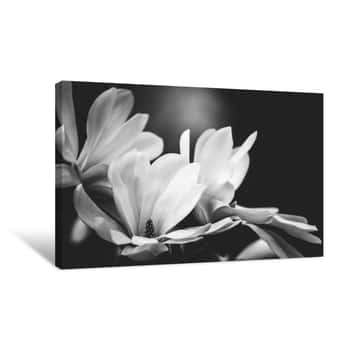 Image of Magnolia Flower On A Black Background Canvas Print