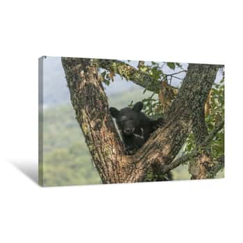Image of Young Black Bear in Tree Canvas Print