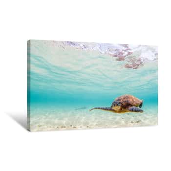 Image of Hawaiian Green Sea Turtle Cruising In Underwater Hawaii Canvas Print