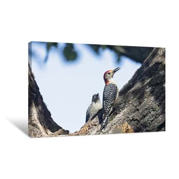 Image of Red-Bellied Woodpecker Canvas Print