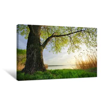 Image of Spring Nature Canvas Print