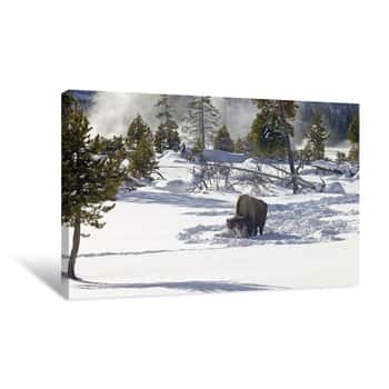 Image of Bison in Geyser Region of Yellowstone Canvas Print