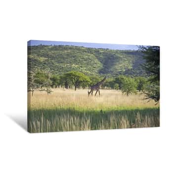 Image of Giraffe in Green Meadow Canvas Print