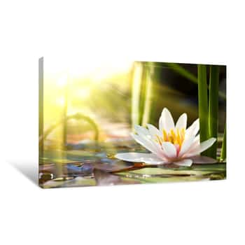 Image of Lotus Flower Canvas Print