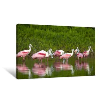Image of Roseatte Spoonbills Everglades Canvas Print