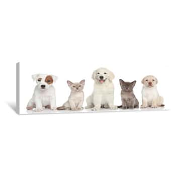 Image of Group Of Kitten And Puppies Canvas Print