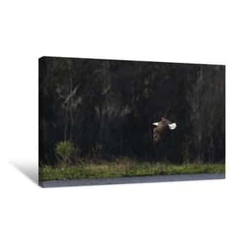 Image of Bald Eagle in Flight      Canvas Print