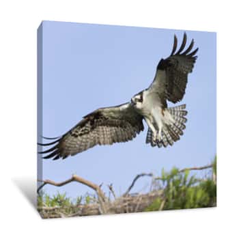 Image of Osprey On Blue Cypress Lake In Florida Canvas Print