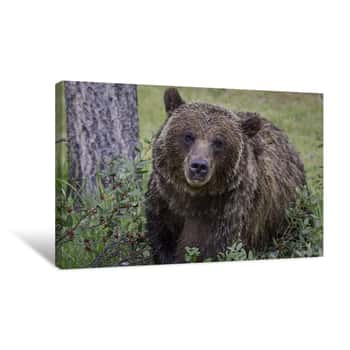 Image of Curious Grizzly Bear Canvas Print