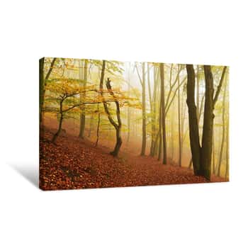 Image of Foggy Forest on Hillside Canvas Print