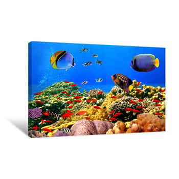 Image of Coral Sealife Canvas Print