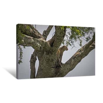 Image of Leopard in a Tree     Canvas Print