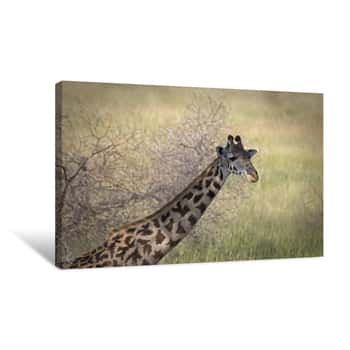 Image of Giraffe in the Serengeti 2 Canvas Print