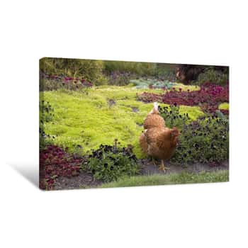Image of A Colorful Hen Canvas Print
